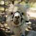 Ma c di pi. Una volta individuato un determinato perimetro come territorio personale, gli alpaca diventano guardiani sorprendentemente abili grazie anche agli occhi grandi e al collo lungo, con cui avvistano un pericolo molto prima di quanto farebbe un cane